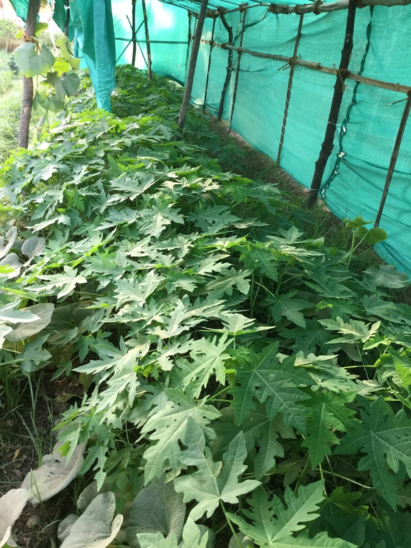 happy papaya babies due for transplanting 600